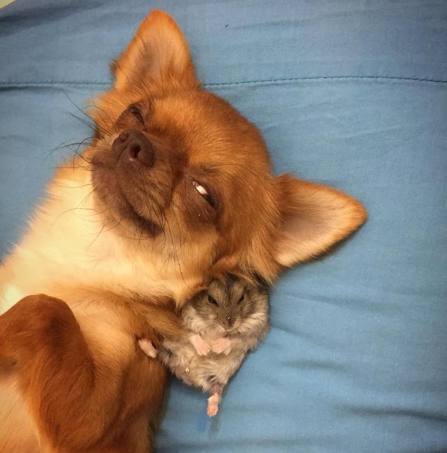 小仓鼠能够和狗猫兔子一起生活吗,可爱的小仓鼠和猫能成好朋友吗