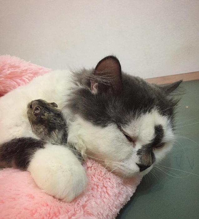 小仓鼠能够和狗猫兔子一起生活吗,可爱的小仓鼠和猫能成好朋友吗