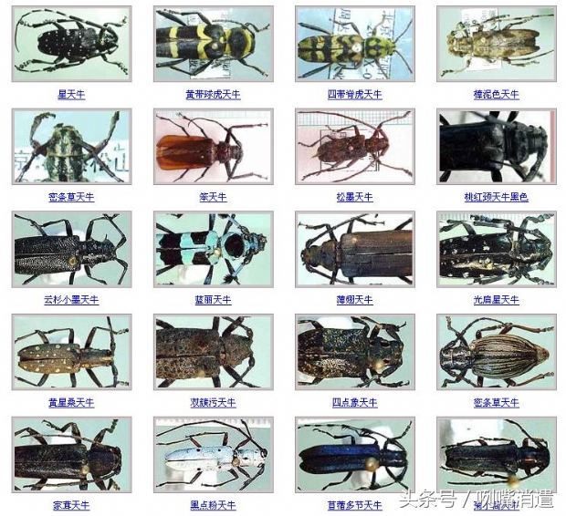 天牛还叫什么,天牛俗称叫什么