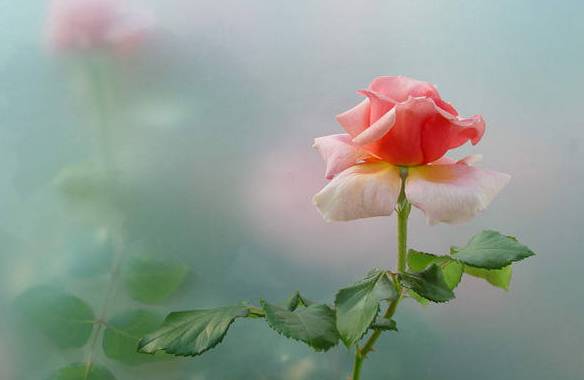 涓浗鍥借姳澶ц祻鍥剧墖,鍥借姳澶ц祻浜氭床鍥剧墖