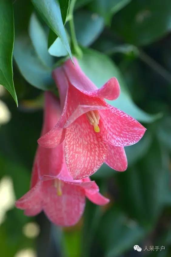 涓浗鍥借姳澶ц祻鍥剧墖,鍥借姳澶ц祻浜氭床鍥剧墖