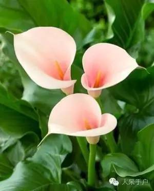 涓浗鍥借姳澶ц祻鍥剧墖,鍥借姳澶ц祻浜氭床鍥剧墖