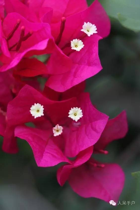 涓浗鍥借姳澶ц祻鍥剧墖,鍥借姳澶ц祻浜氭床鍥剧墖