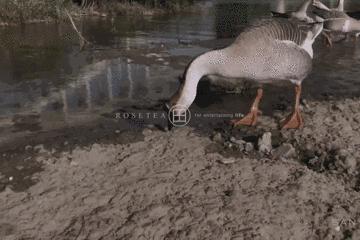 用iphone7p拍摄抖音,用iphone7拍人