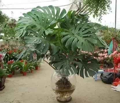 毒花品种大全,耐寒年宵花品种