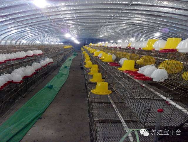 爱佳集团杨经理,杨文斌的养殖场