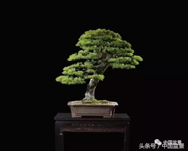 扇面文化与松柏盆景艺术欣赏