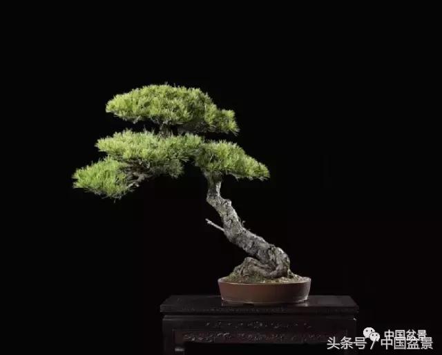 扇面文化与松柏盆景艺术欣赏