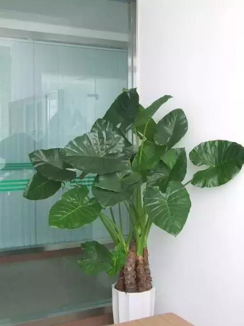 毒花品种大全,耐寒年宵花品种