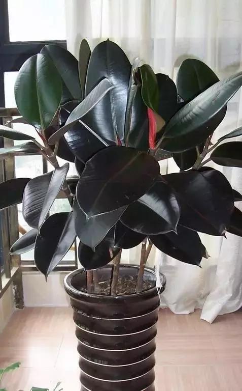 毒花品种大全,耐寒年宵花品种