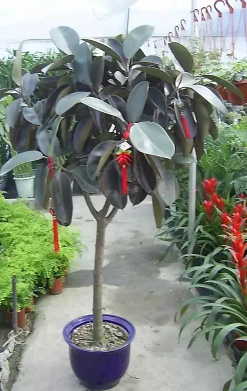 毒花品种大全,耐寒年宵花品种