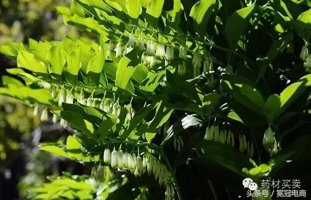 三分治，七分养！十大“健康”养肺中药，让你远离结核病！