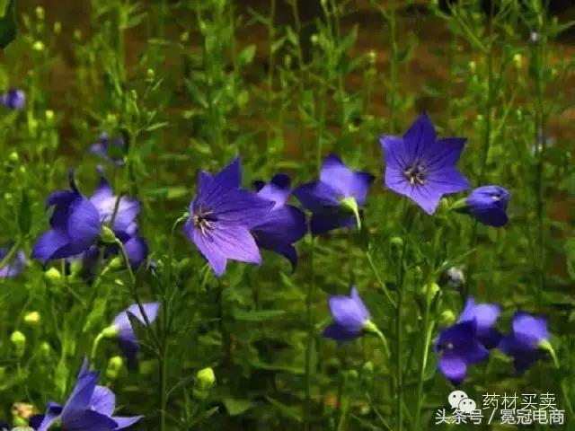 三分治，七分养！十大“健康”养肺中药，让你远离结核病！