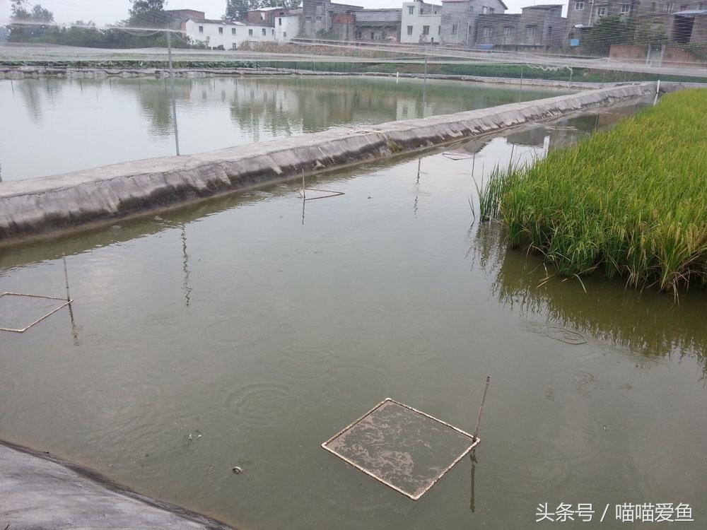 稻田套养黄鳝泥鳅技术,乌海稻田泥鳅养殖技术