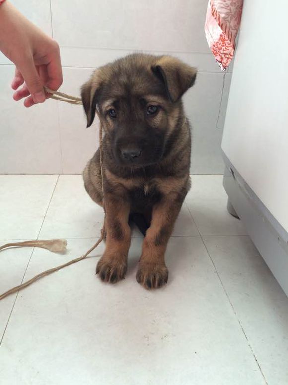 狗中之王牧羊犬,狗中之王是哪只狗