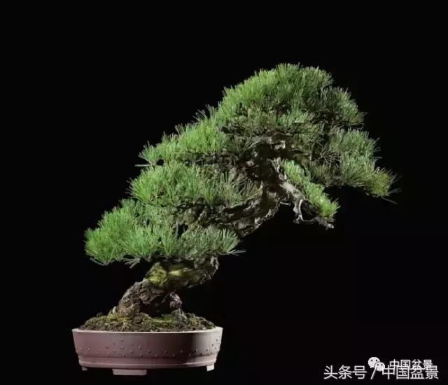 扇面文化与松柏盆景艺术欣赏