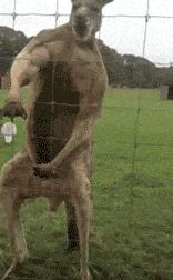 来自加纳利群岛的铁*意民**志——看美剧学西甲投注技巧