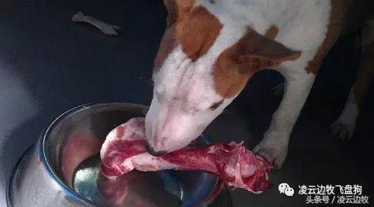 注意！骨头能够杀死狗！