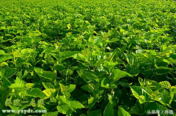 十种树叶养兔可部分替代饲料,哪种牧草养兔长得快最有效