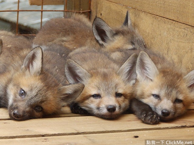 毛茸茸天堂蔵王狐狸村让你享受被狐狸淹没的幸福感