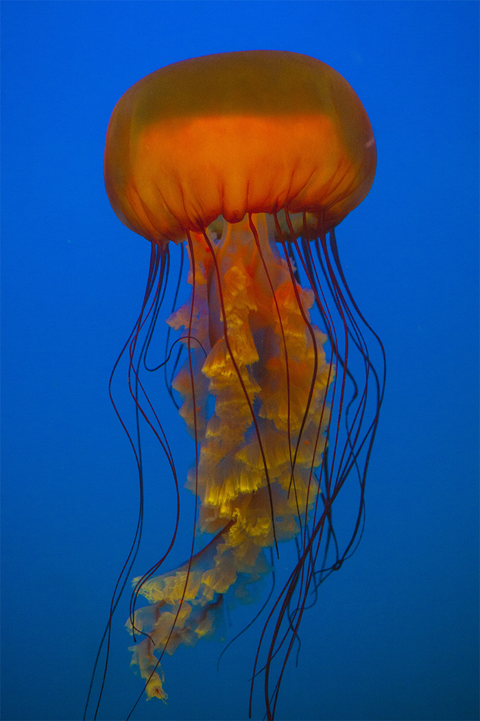 水母海洋世界,中国海洋世界水母馆