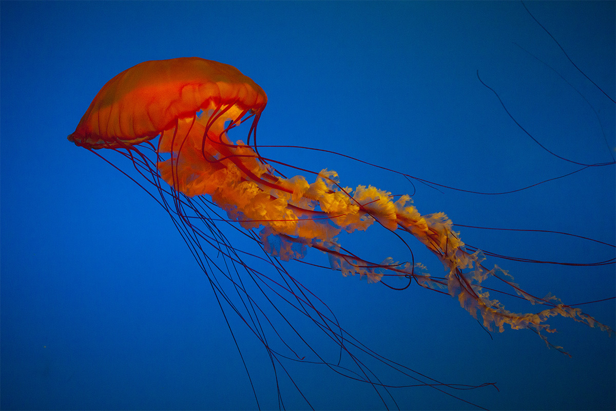 水母海洋世界,中国海洋世界水母馆