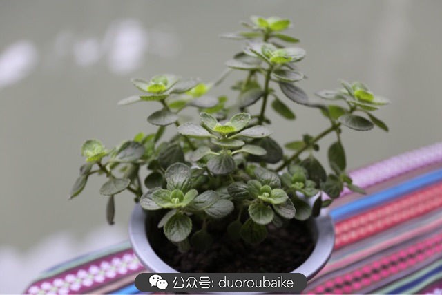 古镇寻肉记：那些旅行中遇见的植物！