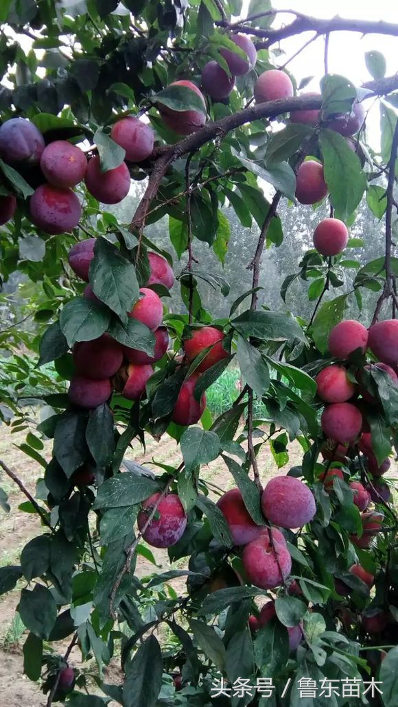 红心李子黄心李子,红心李子几月熟