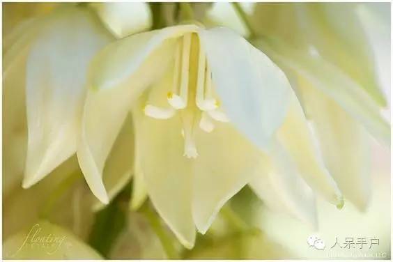 涓浗鍥借姳澶ц祻鍥剧墖,鍥借姳澶ц祻浜氭床鍥剧墖