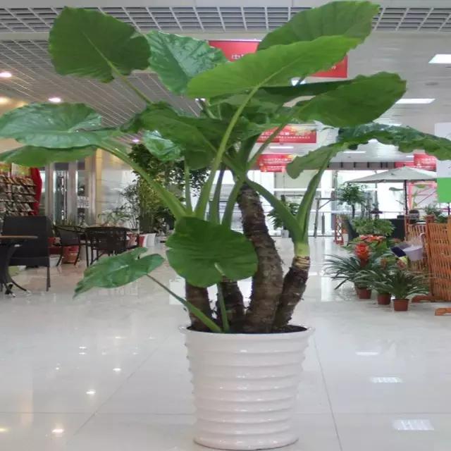 毒花品种大全,耐寒年宵花品种