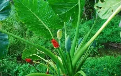 毒花品种大全,耐寒年宵花品种