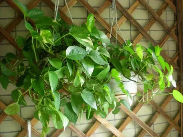 毒花品种大全,耐寒年宵花品种