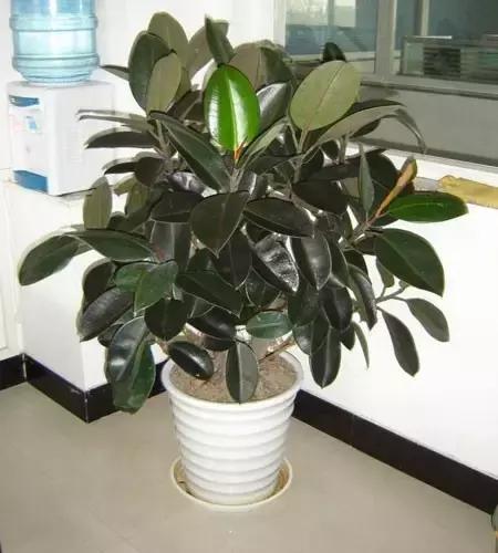 毒花品种大全,耐寒年宵花品种