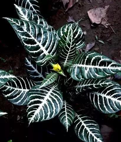 毒花品种大全,耐寒年宵花品种