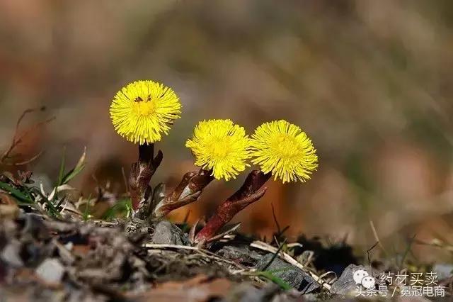 三分治，七分养！十大“健康”养肺中药，让你远离结核病！