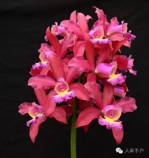 涓浗鍥借姳澶ц祻鍥剧墖,鍥借姳澶ц祻浜氭床鍥剧墖