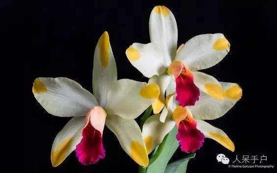 涓浗鍥借姳澶ц祻鍥剧墖,鍥借姳澶ц祻浜氭床鍥剧墖