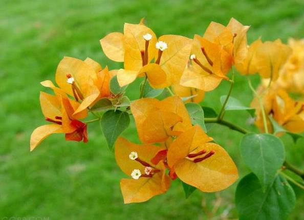 涓浗鍥借姳澶ц祻鍥剧墖,鍥借姳澶ц祻浜氭床鍥剧墖