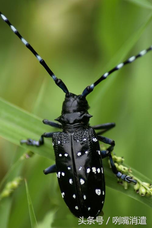 天牛还叫什么,天牛俗称叫什么
