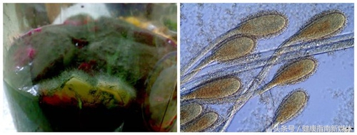 酵素是骗局为什么有人真的减肥了,酵素对人体健康的功能