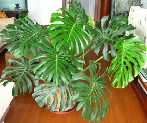 毒花品种大全,耐寒年宵花品种