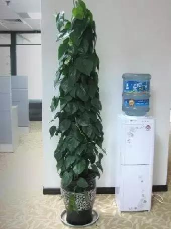 毒花品种大全,耐寒年宵花品种