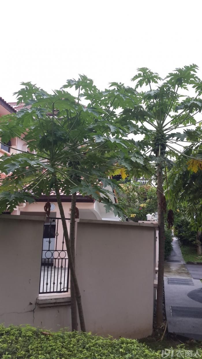 平常吃的是木瓜还是番木瓜,番木瓜和木瓜的味道一样吗