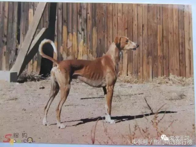 古老的狩猎犬中国细犬的落寞,中国古代细犬狩猎兔子