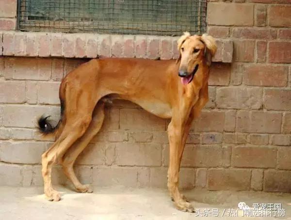 古老的狩猎犬中国细犬的落寞,中国古代细犬狩猎兔子