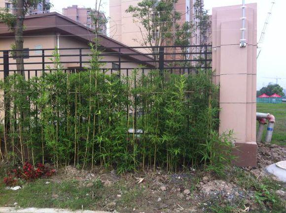 自己用竹子手工打造钓鱼竿，附上完全设计图和流程图