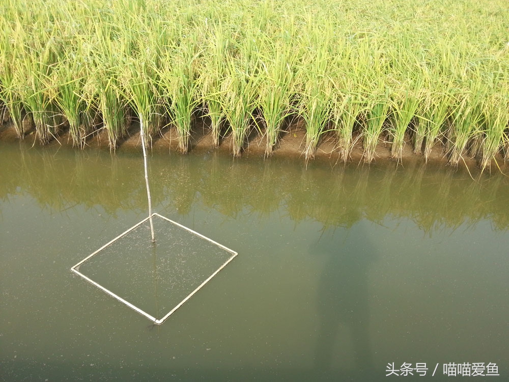 稻田套养黄鳝泥鳅技术,乌海稻田泥鳅养殖技术