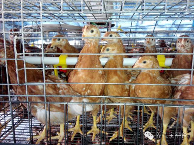 爱佳集团杨经理,杨文斌的养殖场