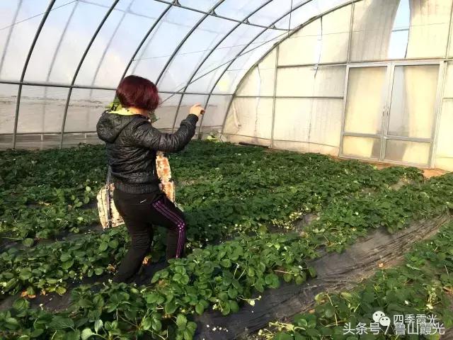 魅力龙泉,龙泉镇富硒采摘园