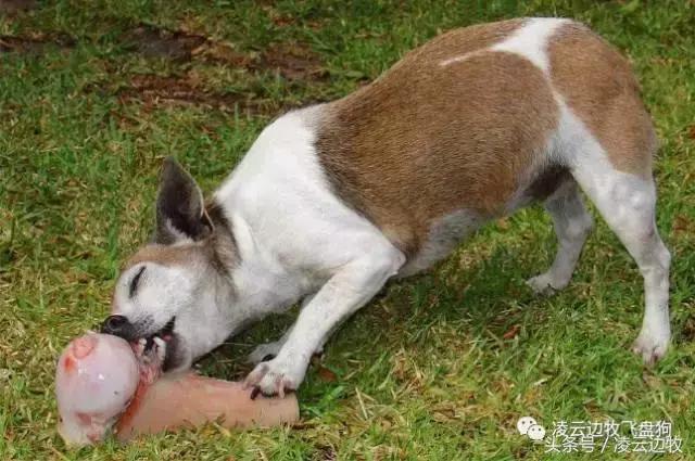 注意！骨头能够杀死狗！